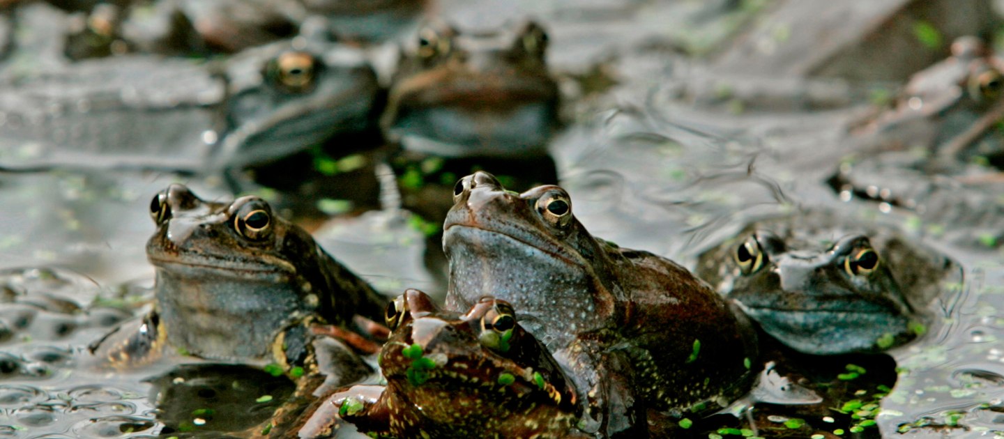 mehrere Grasfrösche sitzen im Wasser, © Museum Salz und Moor / Diether Endlicher mehrere Grasfrösche sitzen im Wasser, © Museum Salz und Moor / Diether Endlicher