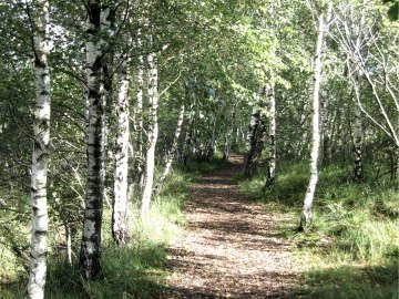 Alley of birches, © Tourist-Information Grassau