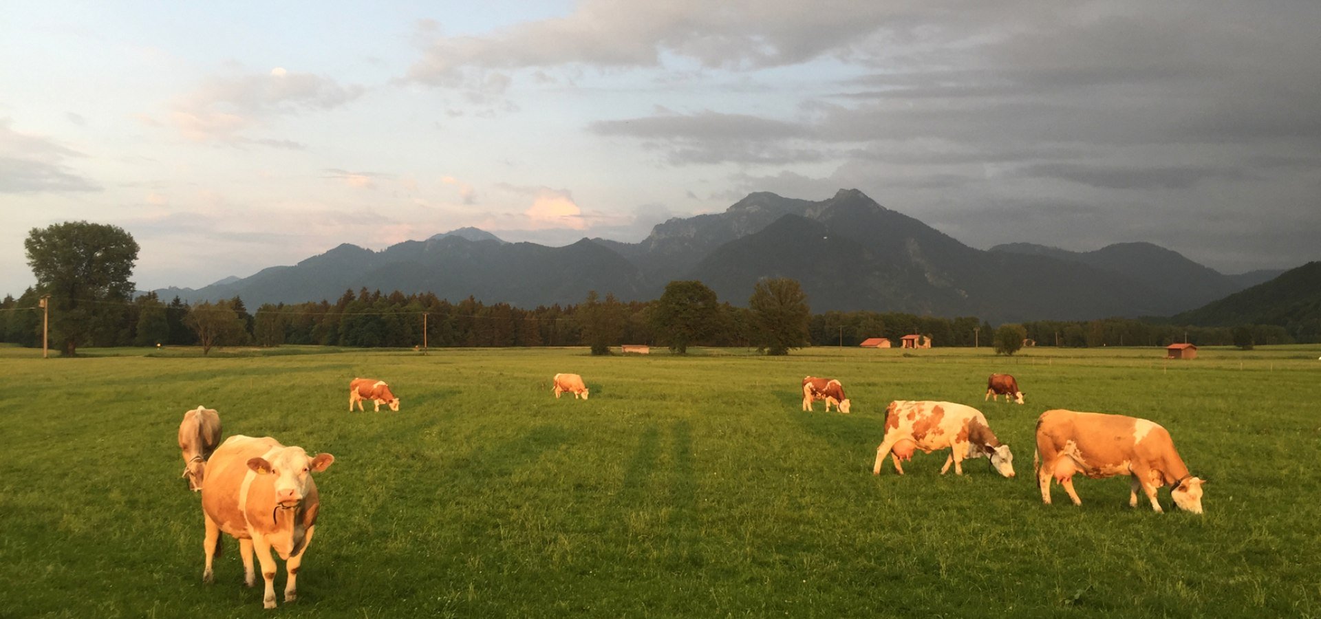 Rottauer Kühe, © Markt Grassau