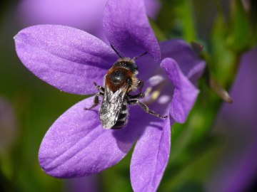 Glockenblumen-Mauerbiene, © Andreas Fleischmann