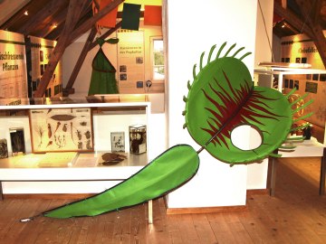 Ein überlebensgroßes Modell einer Klappfalle ist zentrales Ausstellungsstück der Sonderausstellung über fleischfressende Pflanzen - im Hintergrund auch das Fallenmodell einer Kannenpflanze., © Museum Salz und Moor / Stefan Kattari
