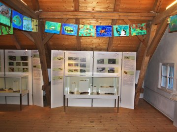 Sonderausstellung 2013: Amphibien, © Museum Salz und Moor / Stefan Kattari