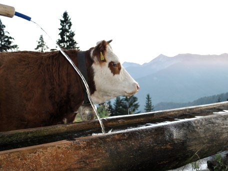 Kuh an der Tränke, © Obermaier