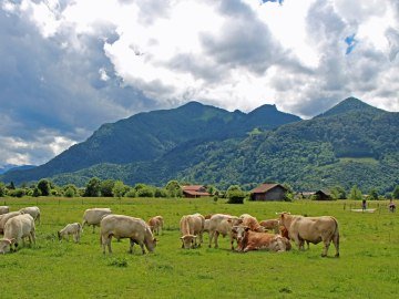 Kühe in Grassau, © Tourist-Information Grassau