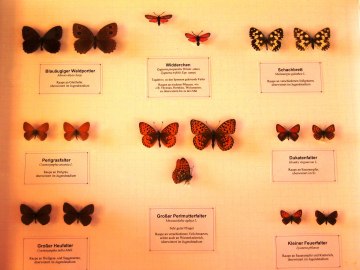 Sonderausstellung 2006 2