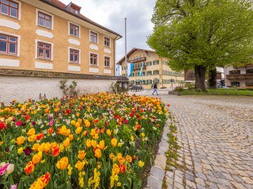 Tulpen vor der Grassauer Kirche, © Tourist-Information Grassau