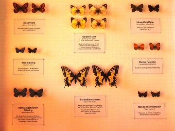 Sonderausstellung 2006 3, © Museum Salz und Moor / Stefan Kattari