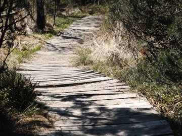 An manchen Stellen führt der Moorerlebnisweg auf Holzplanken über den weichen Moorboden., © Museum Salz und Moor / Stefan Kattari