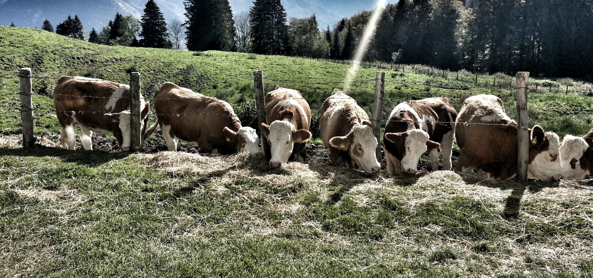 Kühe auf der Weide im Grassauer Almgebiet., © Gasteiger