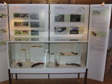 Sonderausstellung 2013: Amphibien, © Museum Salz und Moor / Stefan Kattari