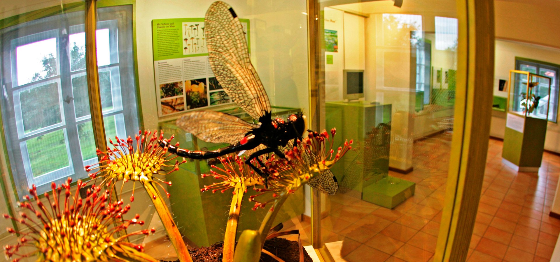 Modell eines Sonnentaus, der gerade eine Libelle gefangen hat, © Museum Salz und Moor