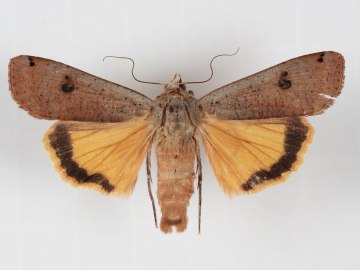 Hausmutter, © Museum Salz und Moor / S. Kattari