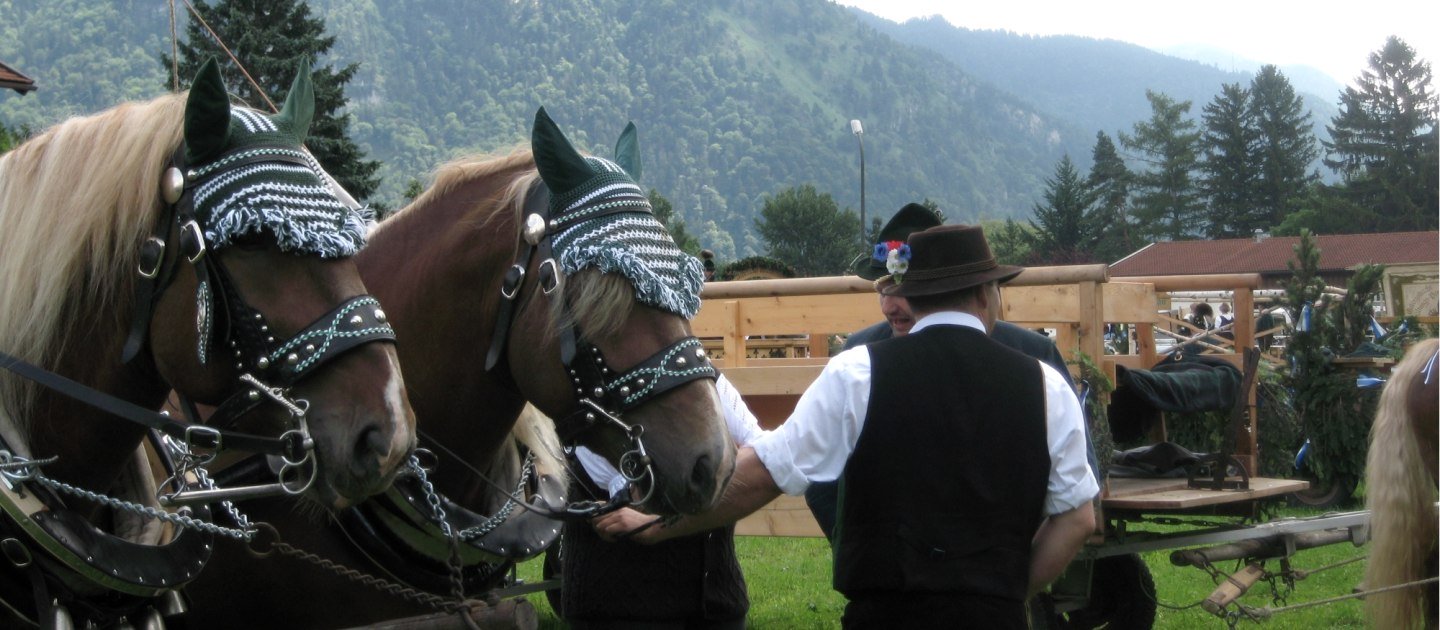 Bavarian horses, © Tourist-Information Grassau
