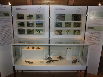 Sonderausstellung 2013: Amphibien, © Museum Salz und Moor / Stefan Kattari