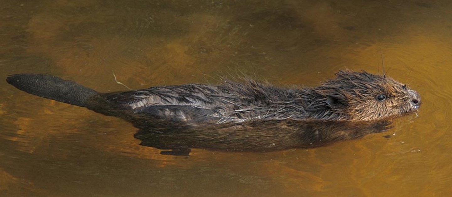 Ein junger Biber schwimmt im Wasser., © Gerhard Schwab