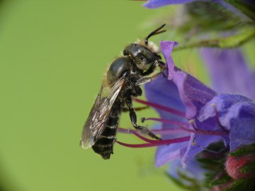 Natternkopf-Mauerbiene, © Andreas Fleischmann