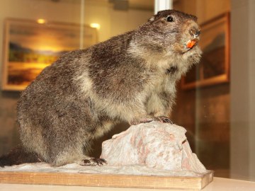 Ein Murmeltier begrüßt die Besucher der Sonderausstellung Alpen und Menschen, © Museum Salz und Moor / Stefan Kattari