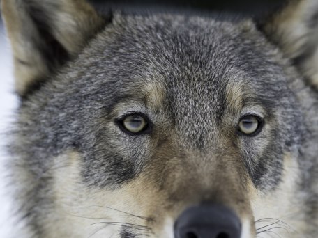 der-wolf, © Berndt Fischer