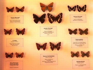 Sonderausstellung 2006 5, © Museum Salz und Moor / Stefan Kattari